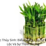 cây phát lộc thủy sinh (2)