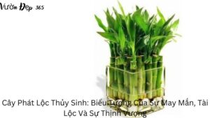 Cây Phát Lộc Thủy Sinh: Biểu Tượng Của Sự May Mắn, Tài Lộc Và Sự Thịnh Vượng